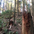 Squak Mountain Traverse, Bullitt Fireplace Trail, West Peak & Central Peak 08-12-2020
