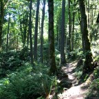 Squak Mountain East Ridge Access Trail 08-17-2020