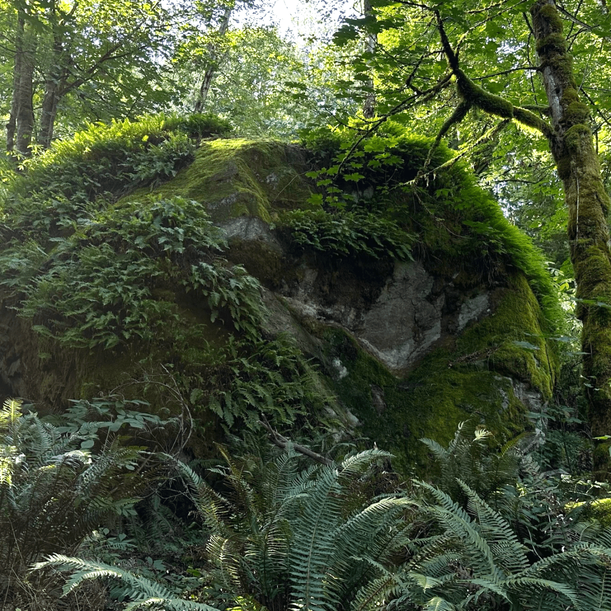 Cougar Mountain Fantastic Erratic Loop 09-21-2023